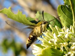 Cephonodes australis