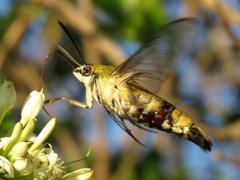 Cephonodes australis