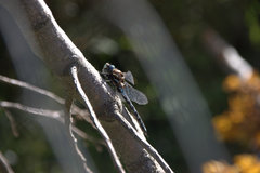 Rhionaeschna variegata