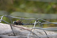 Rhionaeschna variegata