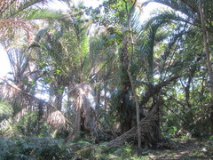 Raphia australis