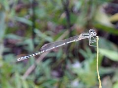 Austroagrion exclamationis