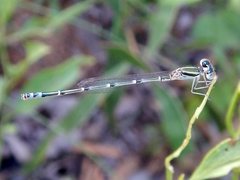 Austroagrion exclamationis