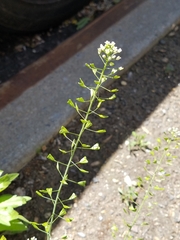Capsella bursa-pastoris