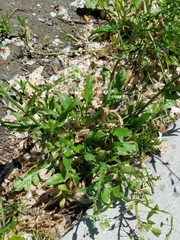 Capsella bursa-pastoris