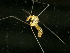 Leptotarsus clavatus