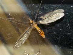 Leptotarsus clavatus