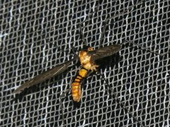 Leptotarsus clavatus