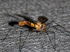 Leptotarsus clavatus