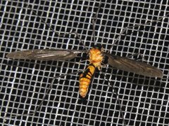 Leptotarsus clavatus