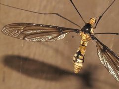 Leptotarsus clavatus