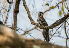 Pheasant Cuckoo photo 2