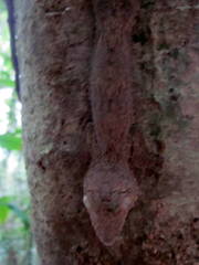 Uroplatus