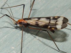 Sigmatomera victoriae