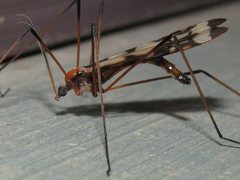 Sigmatomera victoriae