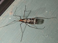 Sigmatomera victoriae