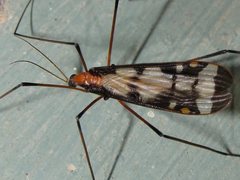 Sigmatomera victoriae