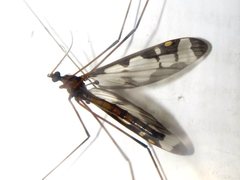 Sigmatomera victoriae