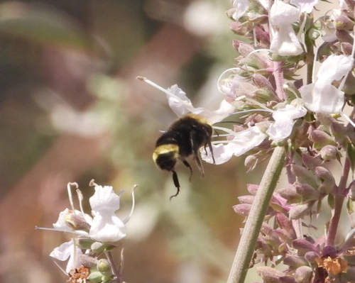 iNaturalist observation photo of Yellow-faced Bumble Bee