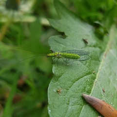 Hypochrysa elegans