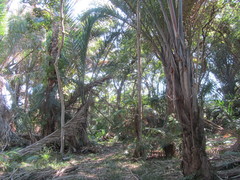 Raphia australis