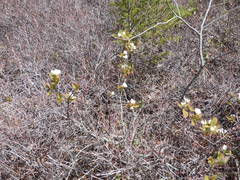 Amelanchier × intermedia