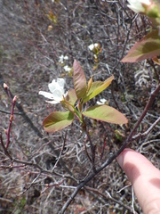 Amelanchier × intermedia