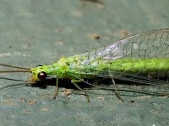 Plesiochrysa ramburi