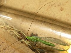 Plesiochrysa ramburi