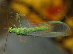 Plesiochrysa ramburi