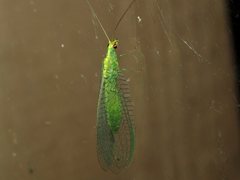 Triplochrysa