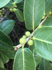 Ficus burtt-davyi image