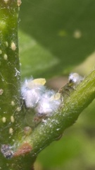 Eriosoma lanuginosum