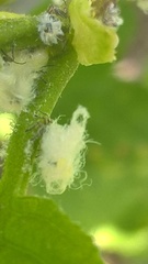 Eriosoma lanuginosum