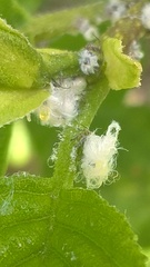 Eriosoma lanuginosum