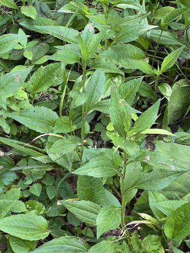 Image of Rudbeckia palustris by (c) Nathan Aaron, some rights reserved (CC BY)