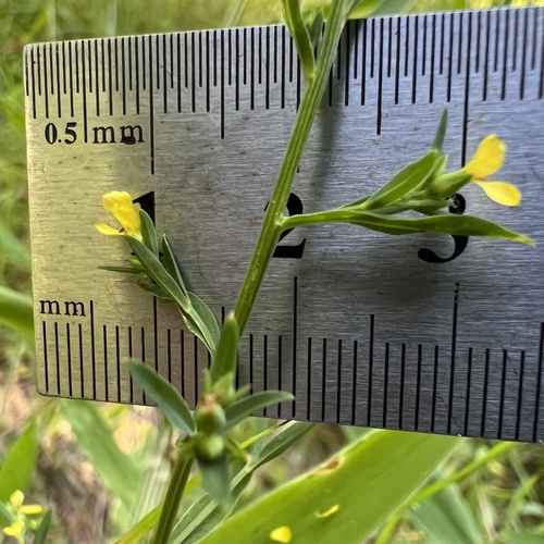 Ridged yellow flax (Linum striatum)