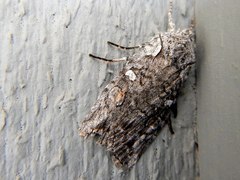 Acronicta impleta