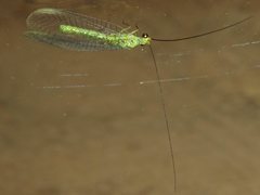 Plesiochrysa ramburi