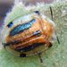 Aspidimorpha septemcostata - Photo (c) simono,  זכויות יוצרים חלקיות (CC BY-NC), הועלה על ידי simono