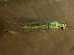 Plesiochrysa ramburi