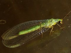 Plesiochrysa ramburi