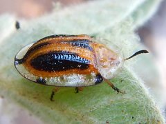 Aspidimorpha septemcostata