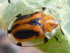 Aspidimorpha septemcostata