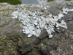 Parmelia sulcata