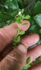 Lithospermum matamorense