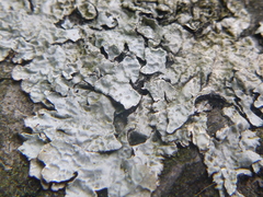 Parmelia sulcata