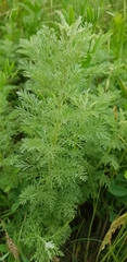 Artemisia pontica