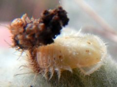 Aspidimorpha septemcostata