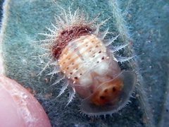 Aspidimorpha septemcostata